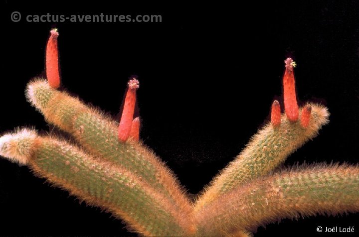 Cleistocactus brookeae ssp. vulpis-cauda -040
